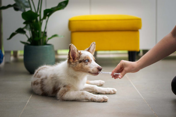 Canine First Aid Course