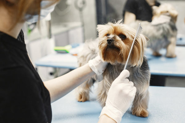 Long Haired Dog Grooming Courses